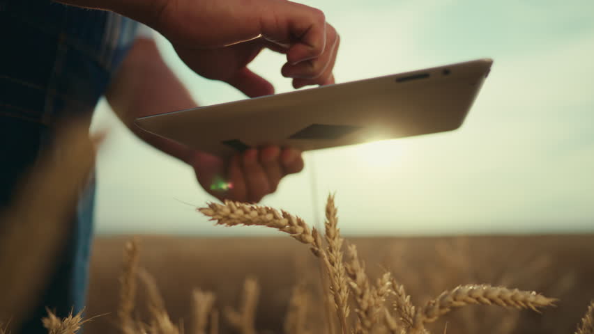 Innovation and computer technology in farming, farmer using tablet, closeup. Professional agronomist or ecologist inputting data in program for agribusiness, strategy of agribusiness development