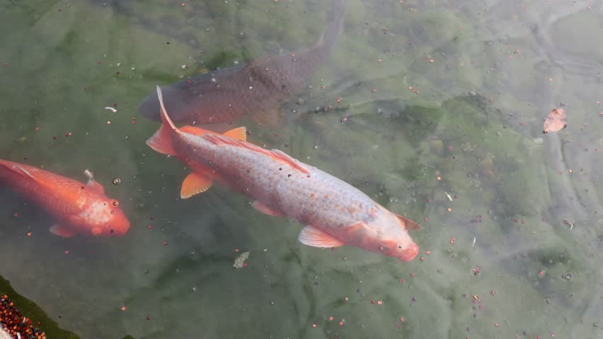 Colorful koi fish swimming in clear pond water with visible reflections and scattered food pellets creating a calm and vibrant scene of aquatic life and natural beauty