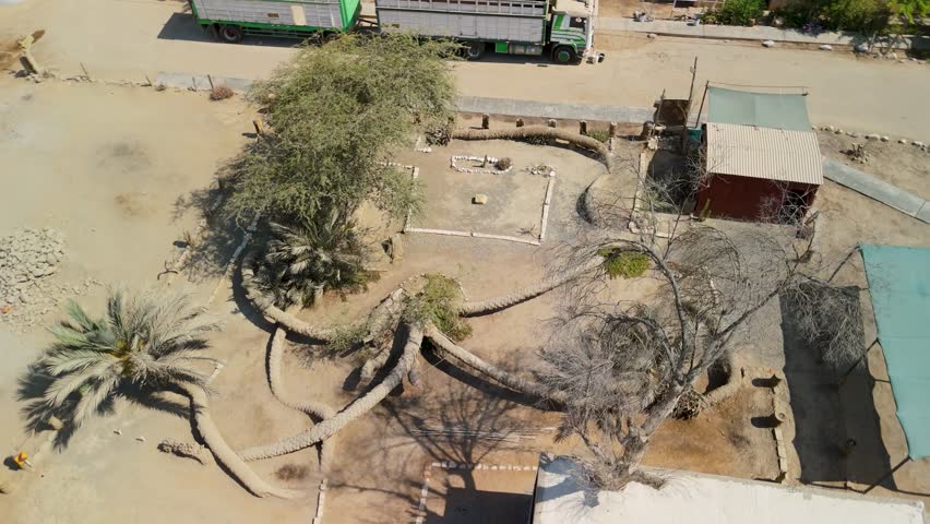 Aerial top down parallax shot revealing the bizarre ground-growing trunks of the famous seven headed palm tree in the village of Cachiche Peru