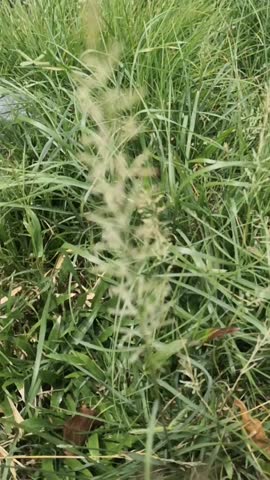 A short video showing a detailed, vertical shot of light-colored, plume-like grass inflorescence, or seed heads, gently moving in the breeze, surrounded by thick, vibrant green foliage