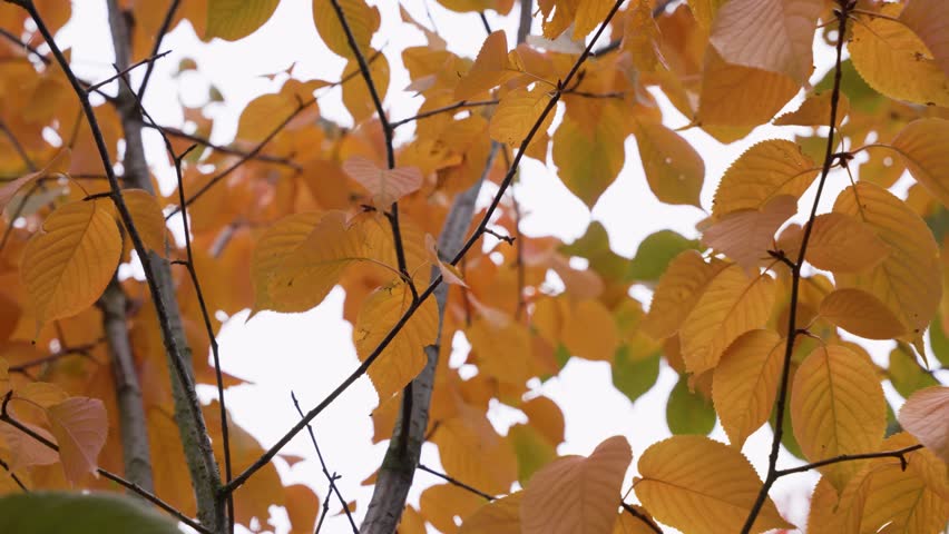 Golden-yellow leaves move in a light breeze under a soft autumn sky. The gentle motion highlights the calm atmosphere of the season.