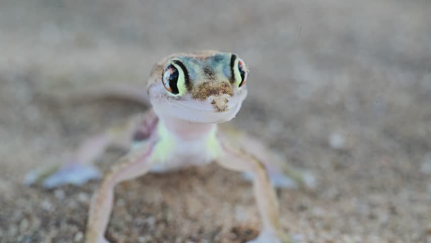 Gecko in the sand desert,  Palmatogecko rangei, Namib sand, web-footed gecko, nocturnal, burrows deep under sand using its webbed feet, Swakopmund, Namib desert, Namibia, Africa,