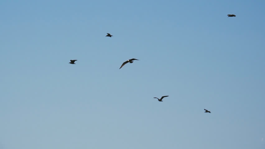 Flock of seagulls flying at blue sky