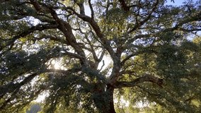 Majestic cork oak tree in Portugal — a symbol of nature, resilience, and harmony. Its bark is harvested without harm. A natural wonder and the source of famous Portuguese cork. - Powered by Shutterstock - Get 15% off with code: PIKWIZARD15