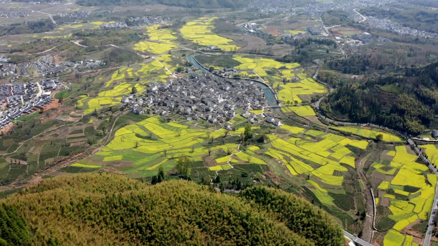 Aerial view of Hongcun village in Anhui province, China, showcasing traditional architecture surrounded by vibrant yellow rapeseed flower fields and terraced farmland.