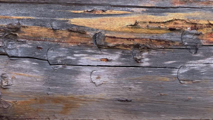 A rustic, weathered wooden signpost in a forest setting. The sign reads Chase Success 2026, suggesting a goal or future aspiration