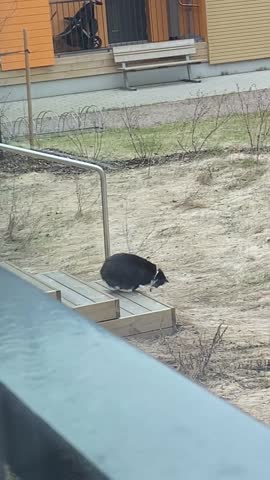 Black and white cat hunting mouse near wooden stairs in spring yard