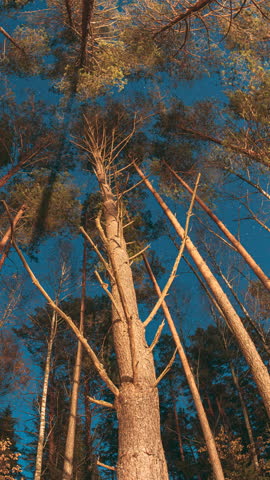 Slider shot Night Sky Stars Above Crowns Of Pines Trees Woods. Natural Starry Sky Above Woods. Night Landscape With Dramatic Sky With Shining Stars. Slider motion. Bottom view. Trees trunks and deep