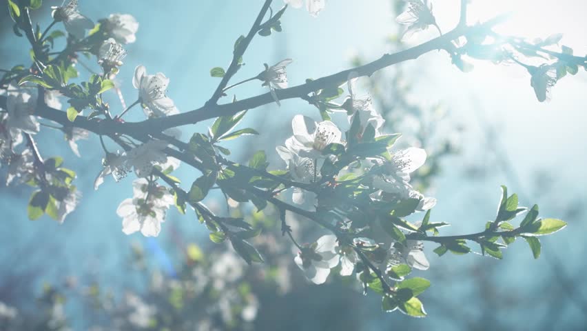 Close-up of tree branches with blooming white flowers. Bright sun and blue sky.