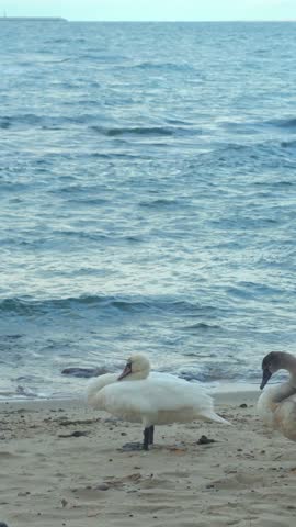 Wild swans on the seashore. A white migratory bird sleeps standing on the beach near the water.