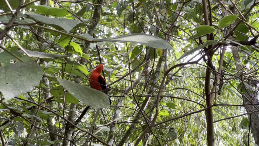 Footage of the Andean Cock-of-the-rock in its natural environment in the Andean town of Jardín in the Antioquia Department of Colombia