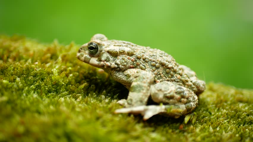 European green toad Bufotes viridis close-up, amphibian water frog sits on mud animal moss wetland, endangered species of nature, natural purity indicator biodiversity detail, swamp Europe