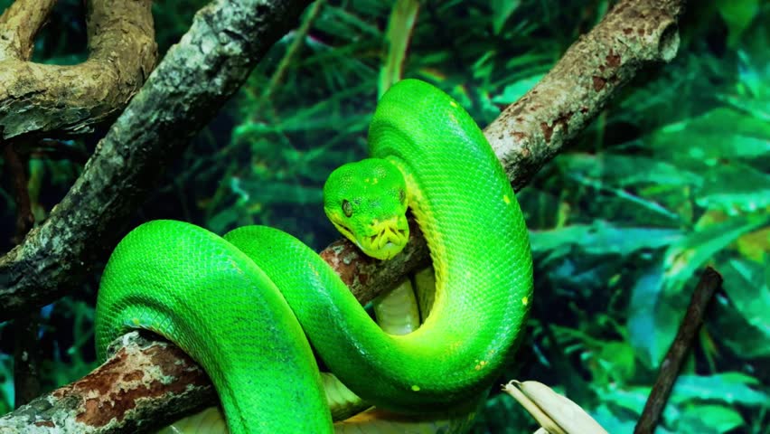 Detailed close-up of a venomous viper snake showcasing its scales, eyes, and natural habitat. A fascinating glimpse into reptile behavior, wildlife diversity, and the beauty of nature.