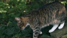 Tabby pet cat exploring garden super slow motion close up shot selective focus - Powered by Shutterstock - Get 15% off with code: PIKWIZARD15