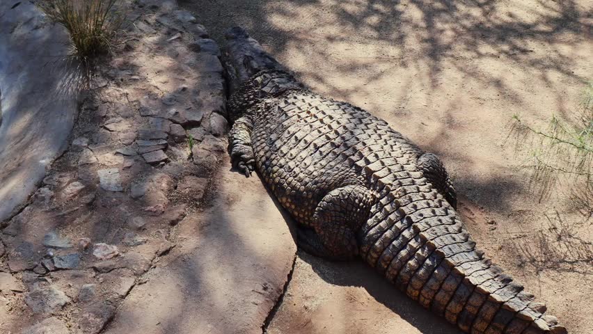 Crocodile farm in Otjiwarongo, Namibia: shaded pond with adult crocodiles basking, a handler carefully holding a young reptile