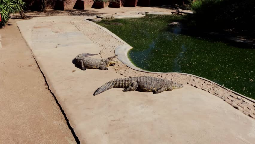 Crocodile farm in Otjiwarongo, Namibia: shaded pond with adult crocodiles basking, a handler carefully holding a young reptile