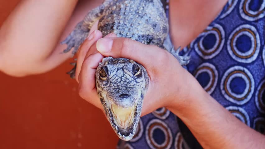 Crocodile farm in Otjiwarongo, Namibia: shaded pond with adult crocodiles basking, a handler carefully holding a young reptile