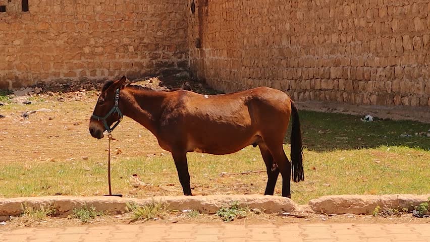 Mule standing. Mule is produced by crossbreeding a male donkey and a female horse. Ideal for illustrating the structure and form of hybrid animals, can be used in veterinary, research, biology studies