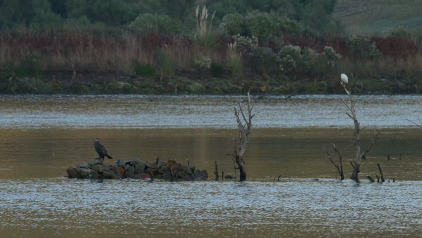 Serene scene of a great cormorant perched on rocks and a little egret flying over the tranquil waters of the victoria and joyel marshes
