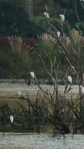 Group of little egrets and a grey heron perching on a leafless tree in a marsh. Wildlife scene in the victoria and joyel marshes
