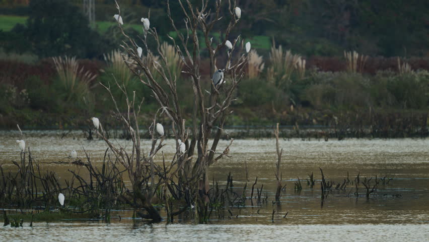 Majestic grey heron taking flight from a dead tree surrounded by little egrets. Wildlife scene in the victoria and joyel marshes in spain