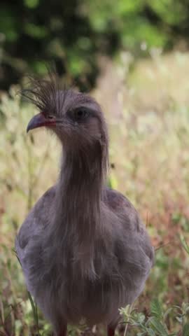 The seriema is a terrestrial predatory bird of the Cariamidae family.
