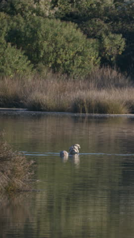 Two wild greylag geese gracefully swimming and dipping their heads to feed in the calm waters of the victoria and joyel marshes
