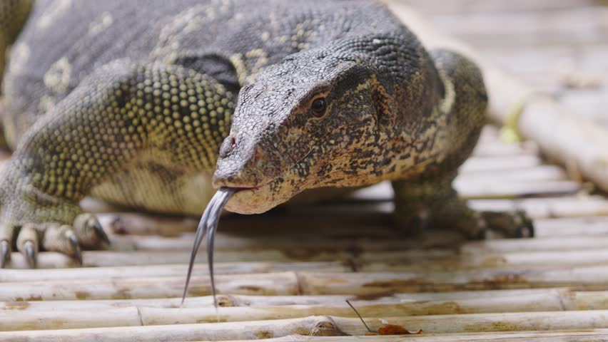 Slow motion close up of water monitor lizard turning head and flicking tongue symbolizing wild nature, dangerous reptiles, adventure travel, eco tourism, wildlife documentary and scientific