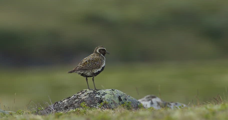 Heilo on mossy rock amid winds of Dovrefjell highlands Norway
