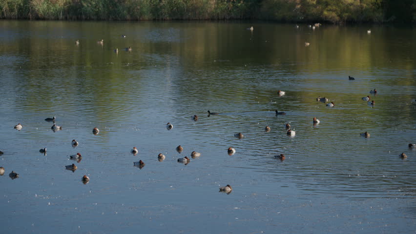 Beautiful scene of a flock of wild ducks swimming peacefully in a pond. Waterfowl in their natural habitat at the victoria and joyel marshes