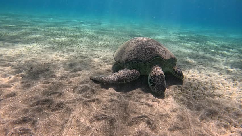 Endangered marine animal in the shallow sea. Snorkeling with the wild sea turtle. Underwater video,  swimming with the sea turtle. Feeding wild sea turtle, shallow ocean and sandy seabed.