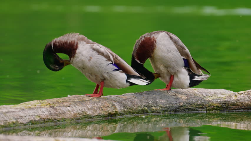 Two drake ducks sit on a log in a beautiful lake in summer and clean their feathers