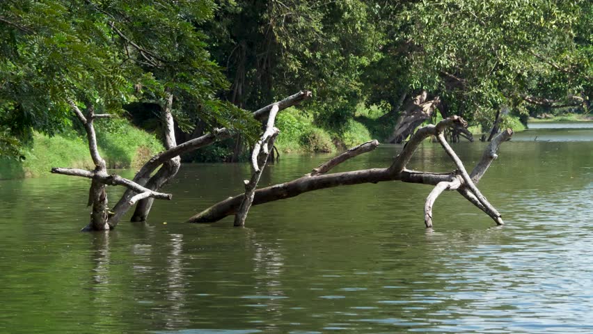 River with several large partially submerged tree branches logs in water