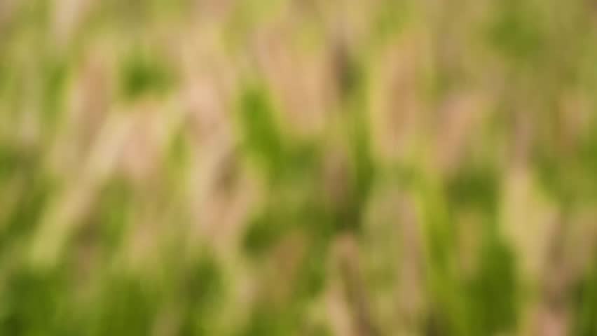 Golden dogwood swaying in the wind