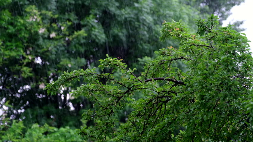 Rain falling among trees The green leaves and branches are visible Water drops are falling from the sky in slow motion
