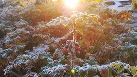 Backlit Frosted Rosehip Branch Glows In Golden Sunrise. Sun Flare Highlights Icy Leaves And Spider Web. - Powered by Shutterstock - Get 15% off with code: PIKWIZARD15