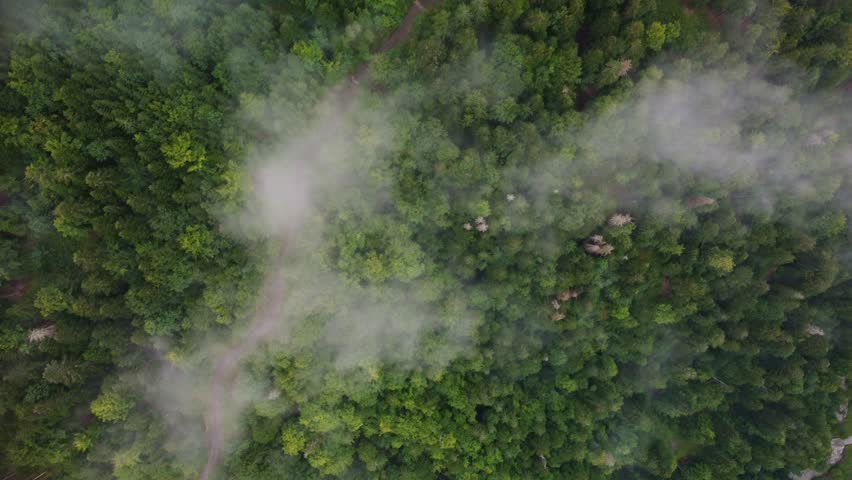 Birds Eye view over low lying fog in in amongst dense pine wood forest. The drone footage moves in a diagonal direction to the right.