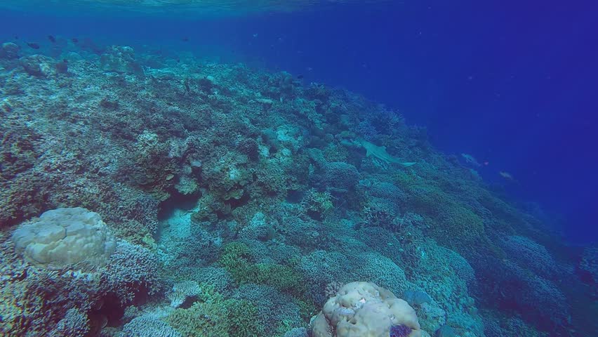 Amazing close up of blacktip shark swimming on the coral reef