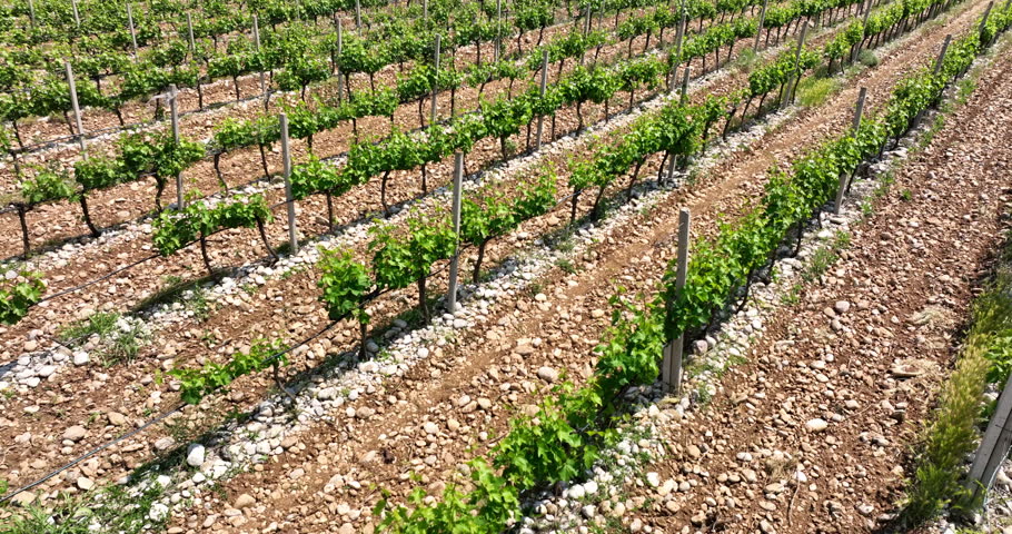 Rows of grape vines grow in a vineyard The ground is rocky and dry The plants have green leaves Aerial shot