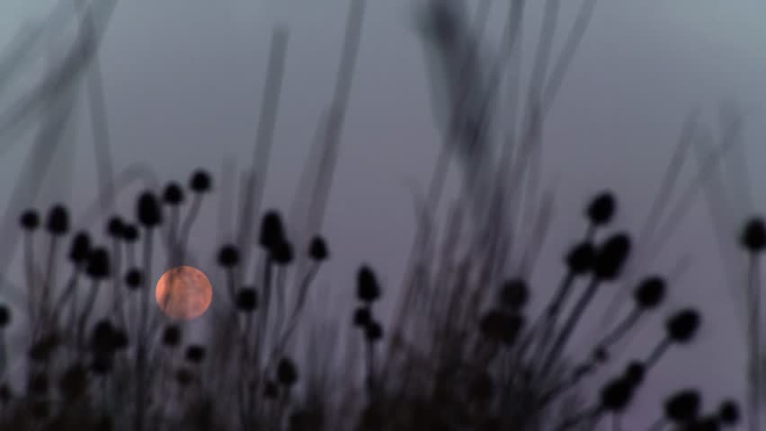Full moon rising through silhouetted grass and wildflower stems at twilight, creating a serene atmospheric scene with warm orange lunar glow against purple sky.