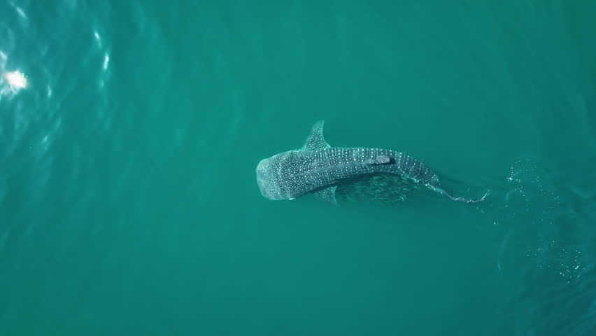 Aerial view above a whale shark (Rhincodon typus) diving in tranquil, clear water