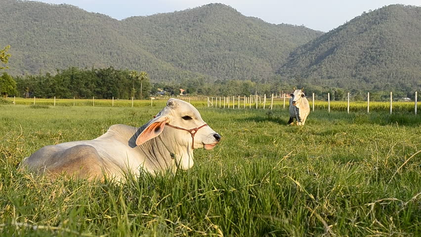 white cow in green field