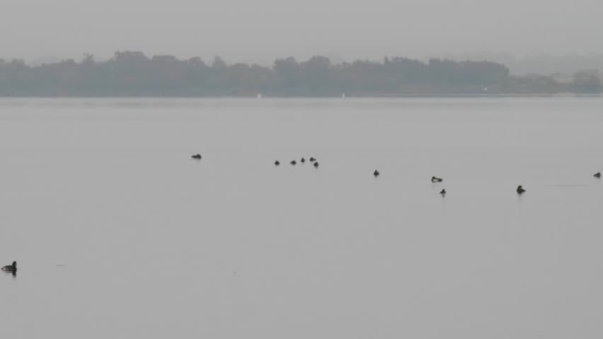 Duck swimming from left to right, showing it's individuality, on a misty day on Loch Leven by Kinross in Fife, Scotland