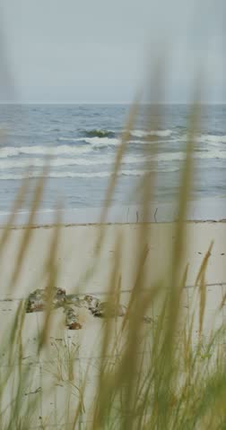 The grass is moving in the wind against the background of the sea
