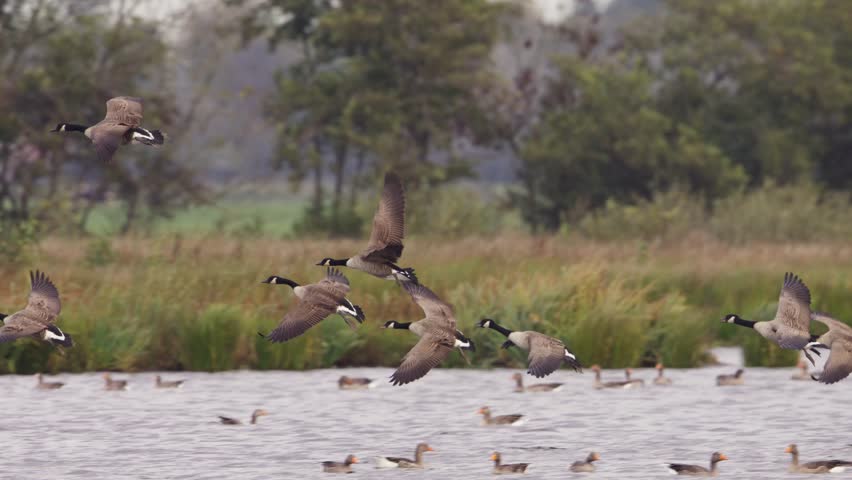 Canada geese descend to land on lake surface in front of dense autumn grass and trees, slow motion tracking
