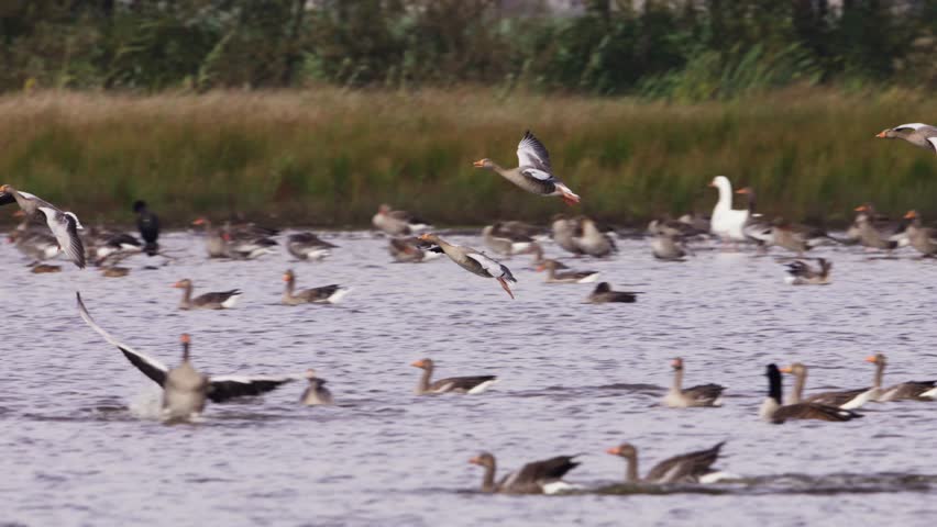 Flock of greylag geese land on water joining dozens already swimming across wide marshland, flapping wings with outstretched legs, slow motion