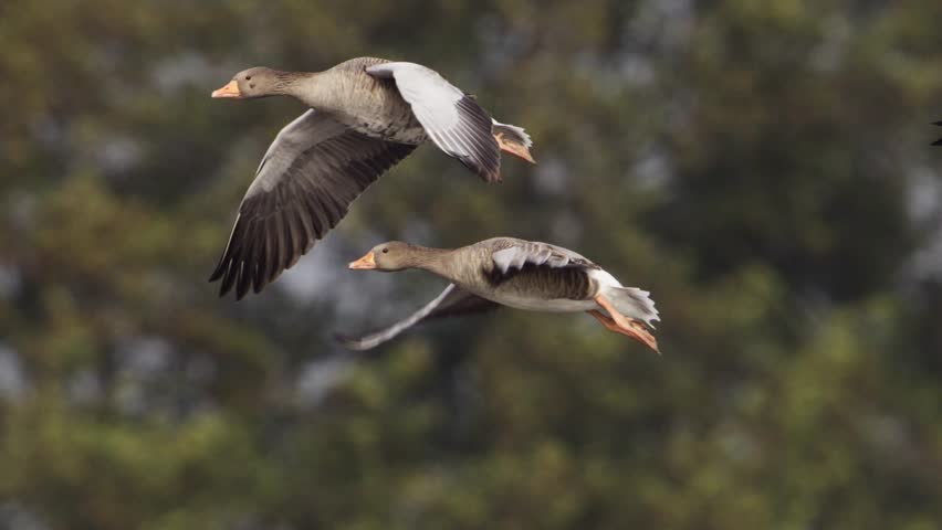 Two greylag geese fly close together with wings fully extended over blurred forest background, slow motion tracking flight
