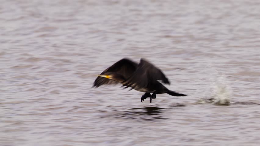 Closeup tracking shot of great cormorant with white-breast taking off from water