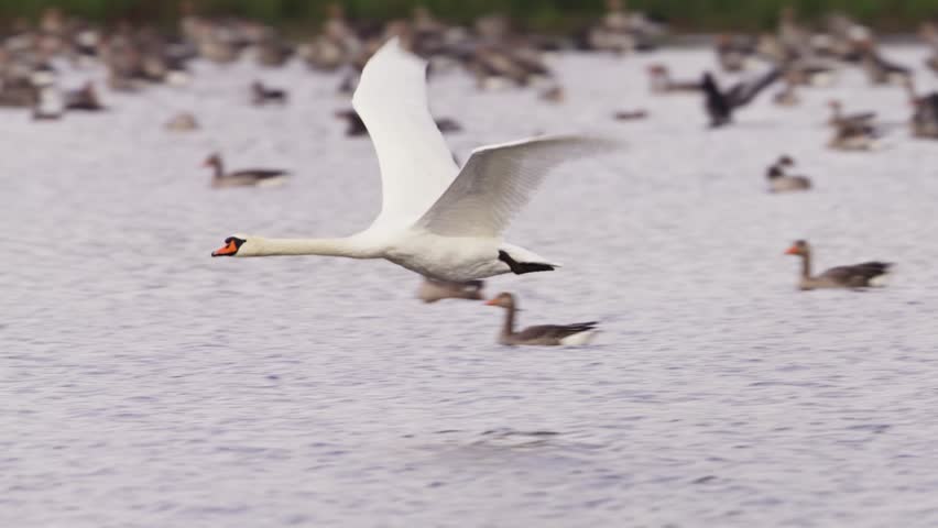 Mute swan flies low over water among scattered ducks and geese with wings stretched wide, slow motion tracking
