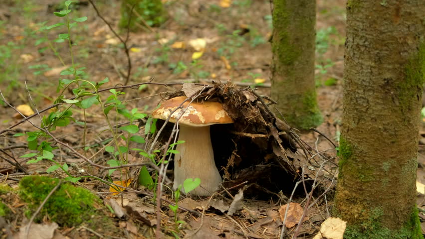 Edible cep porcini white mushroom growing under dry leaves in autumn forest. Natural food, beauty and tranquility of woodland. Fresh ingredients for cooking, wild nature products ingredients.
